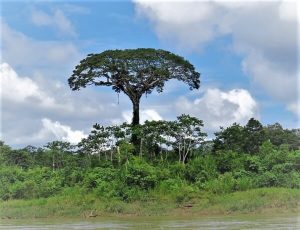 Blue Morpho Tours Medicinal Plants Diet