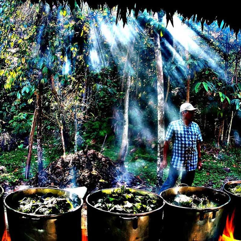 Metamorphosis: Making an Ayahuasca Documentary