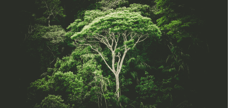 Visual from Blue Morpho Ayahuasca retreat in Peru