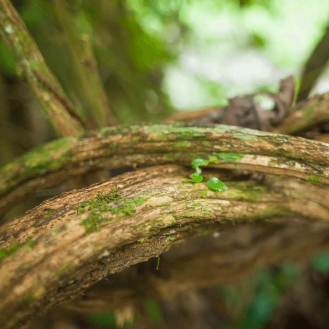The Globalization of Ayahuasca Ceremonies & Retreats