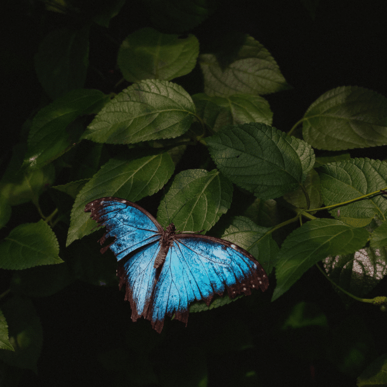 Visual from Blue Morpho Ayahuasca retreat in Peru