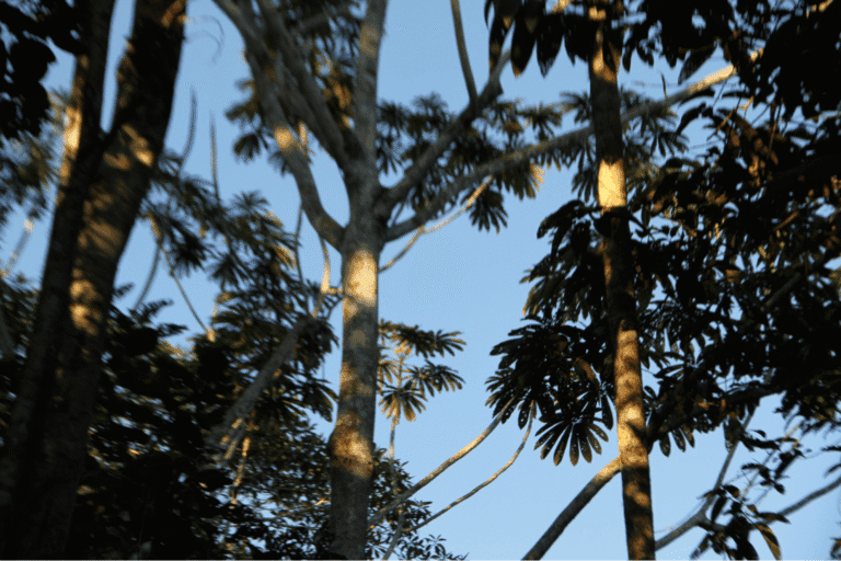 Image from Blue Morpho retreat in Peru