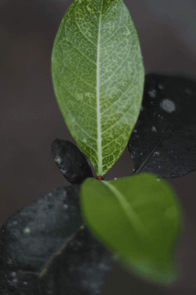 plant medicine healing