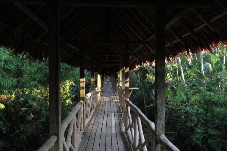 Experience at Blue Morpho Ayahuasca retreat in the Amazon, Peru