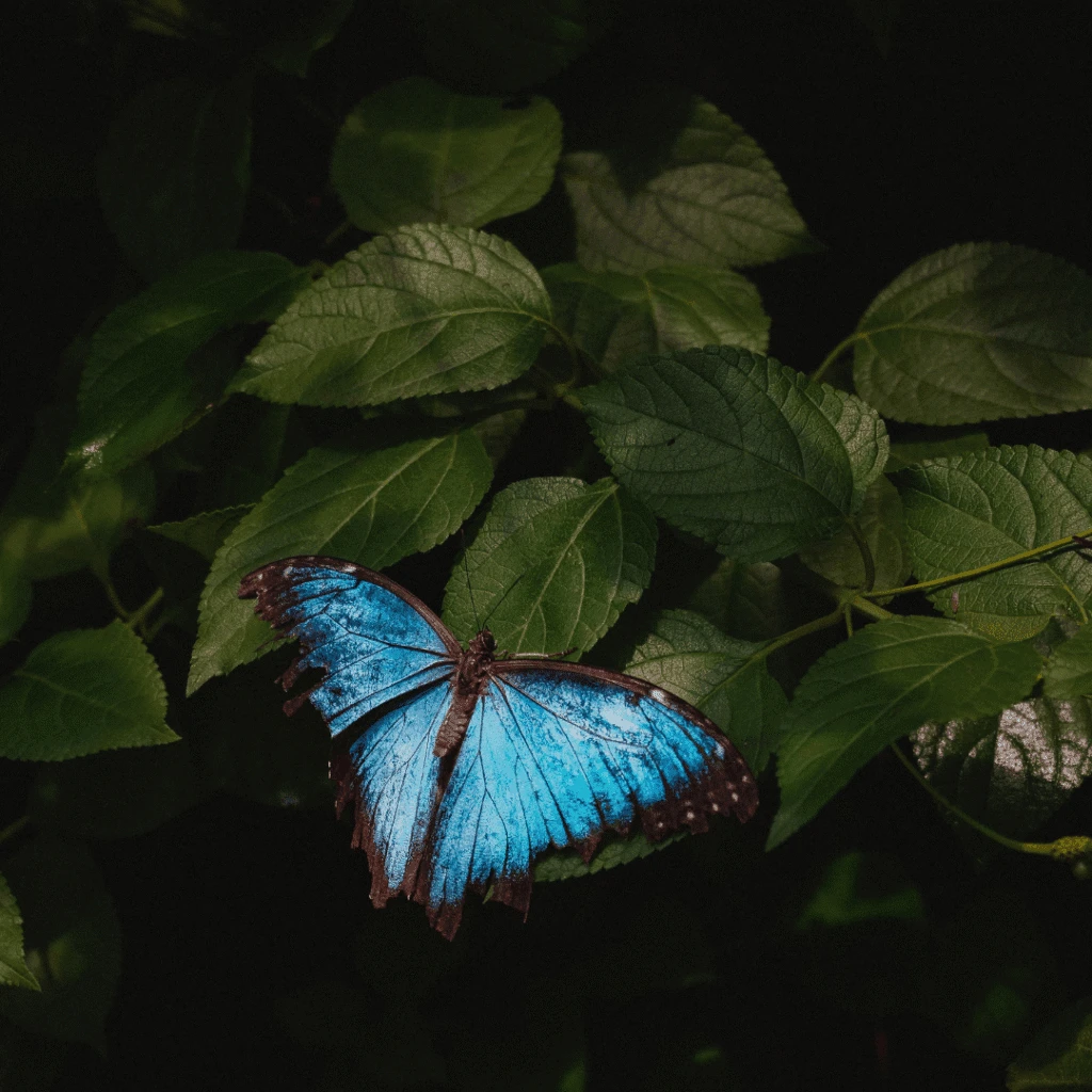 Visual from Blue Morpho Ayahuasca retreat in Peru