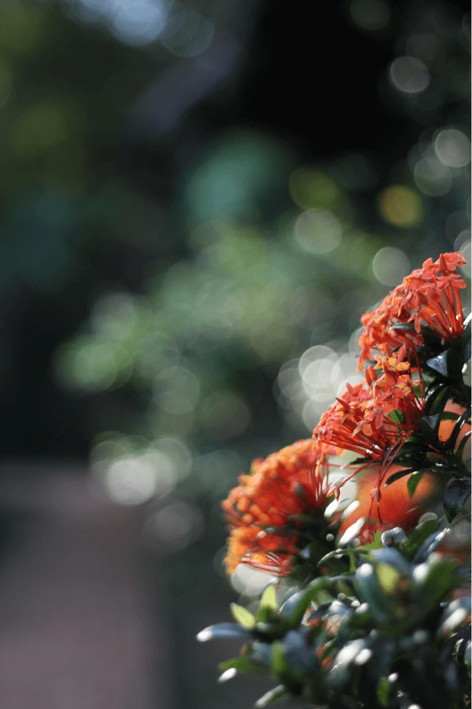Beautiful flowers at the Blue Morpho Lodge in Peru