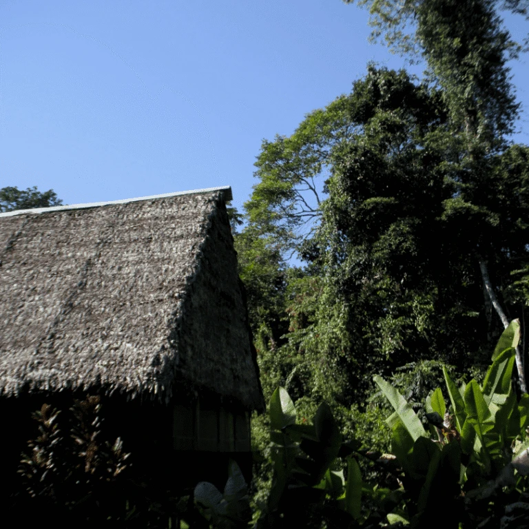 Blue Morpho Ayahuasca Retreat Lodge in the Amazon