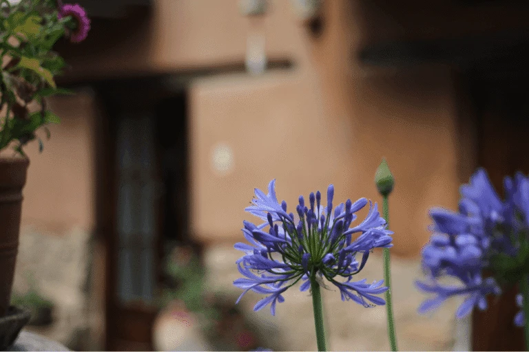 Blue Morpho Ayahuasca Retreat accommodations in the sacred valley