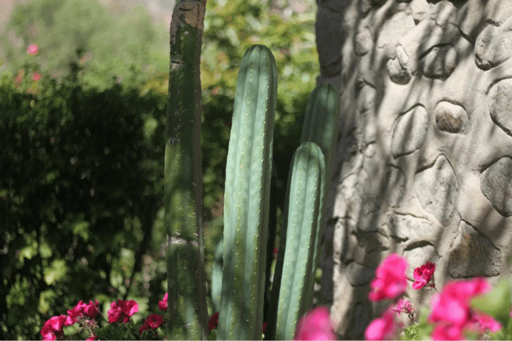 Blue Morpho Ayahuasca Retreat San Pedro